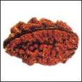 2 face rudraksha delhi